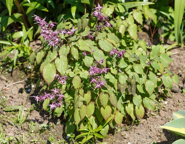 Purple barrenwort (epimedium) flourishing in the garden