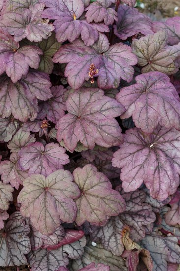 Heuchera or coral bells, plant with beautiful colored leaves