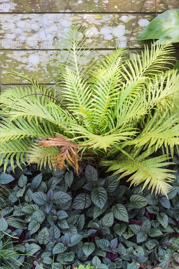 Large tropical fern in flower garden