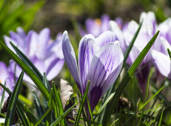 Crocuses blooming in the botanical garden in spring