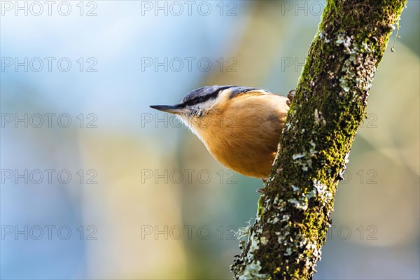 Eurasian Nuthatch, Sitta europaea bird in forest at winter sun