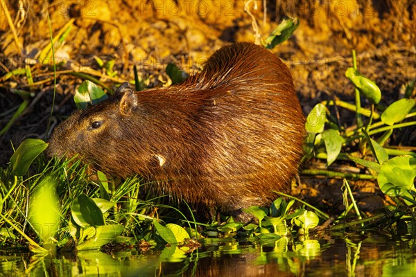 Capybara (Hydrochaeris hydrochaeris) Pantanal Brazil