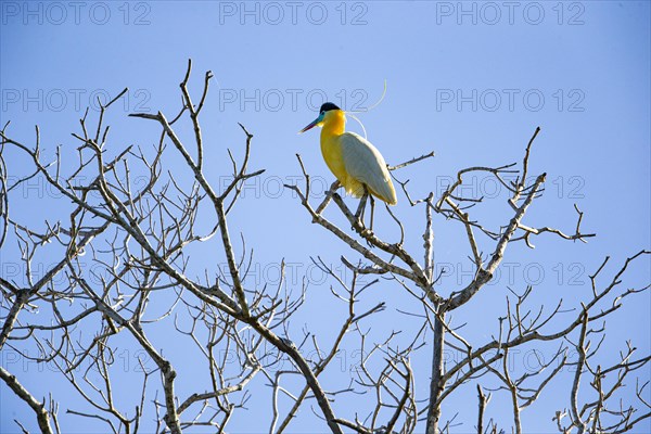 Capped Heron (Pilherodius pileatus) Pantanal Brazil