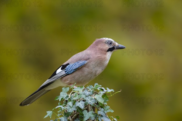 Eurasian jay (Garrulus glandarius) adult bird on an ivy covered tree stump, England, United Kingdom, Europe