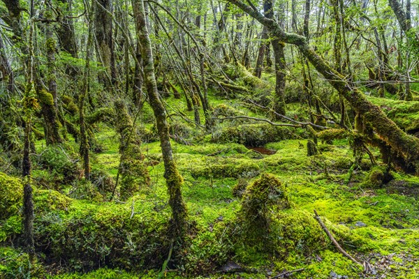 Vegetation with forest and mosses at the foot of the Aguila Glacier, Alberto de Agostini National Park, Avenue of the Glaciers, Chilean Arctic, Patagonia, Chile, South America