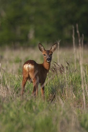 Roe deer (Capreolus capreolus) adult female in grassland, Suffolk, England, United Kingdom, Europe