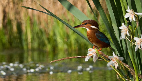 KI generated, animal, animals, bird, birds, biotope, habitat, a, individual, water, perch, reeds, water lilies, blue sky, foraging, wildlife, summer, seasons, white-throated kingfisher (Halcyon smyrnensis)