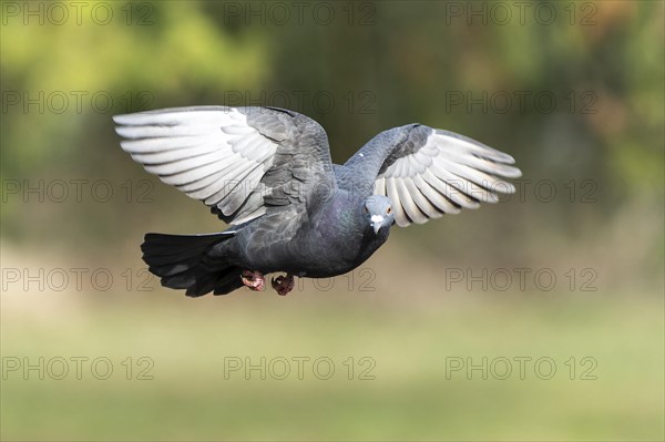 City dove (Columba livia forma domestica) in flight, wildlife, Germany, Europe