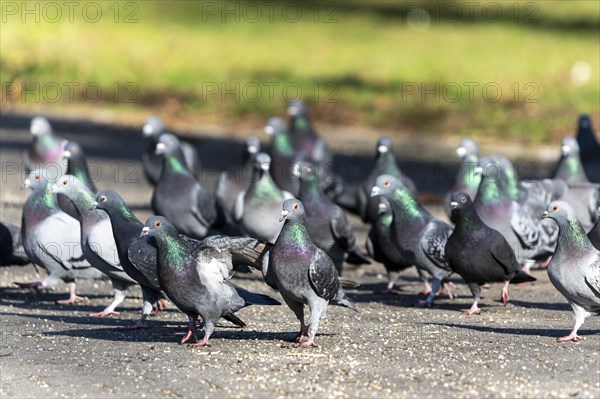 City doves (Columba livia forma domestica) at a feeding site, wildlife, Germany, Europe