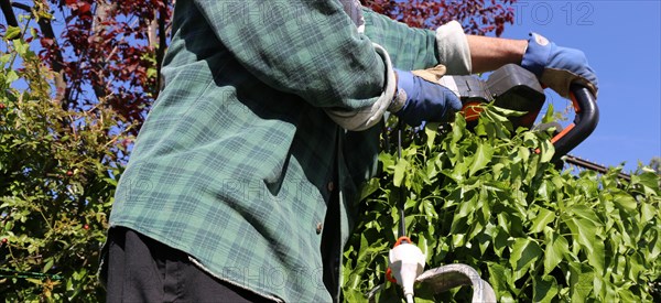 Man cutting hedges and greenery