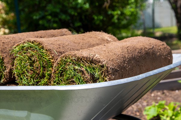 New turf for the garden. The rolls of turf are ready for laying in the wheelbarrow