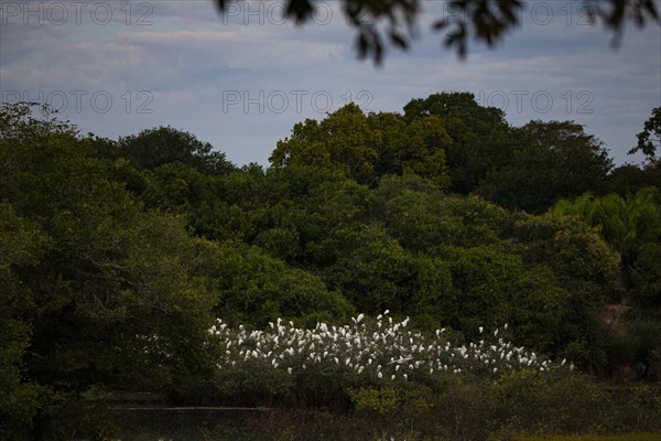 Cattle egret (Bubulcus ibis) roost Pantanal Brazil