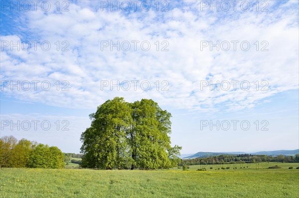 Linden trees (Tilia), group of trees, meadow, blue sky and white clouds, Rhoen Biosphere Reserve, Thuringia, Germany, Europe