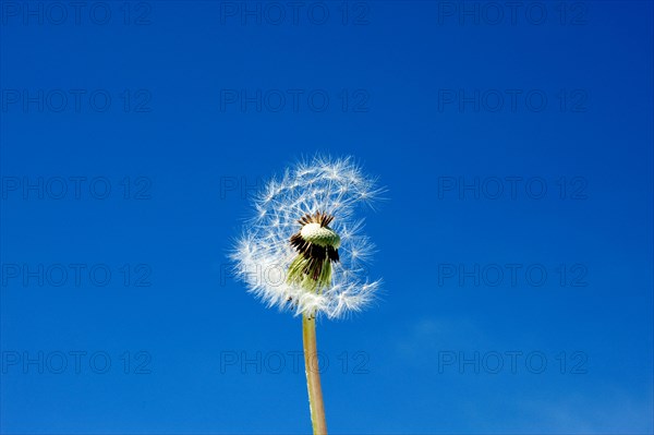 Close-up of a blowball (Taraxacum officinale)