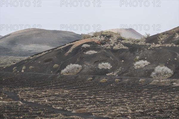 Wine growing in volcanic ash pits protected by dry stone walls, Yaiza, Lanzarote, Canary Islands, Spain, Europe