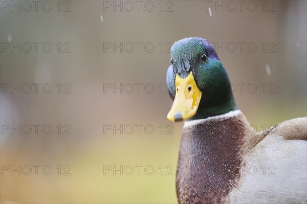 Wild duck (Anas platyrhynchos) male, portrait, Bavaria, Germany, Europe