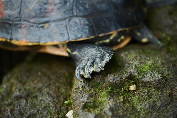 Red-eared slider (Trachemys scripta elegans), foot, detail, Germany, Europe