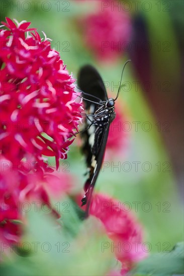 Iphidamas cattleheart (Parides iphidamas) sitting on a leaf, Germany, Europe