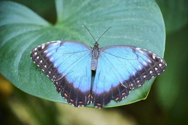 Peleides blue morpho butterfly (Morpho peleides) sitting on a leaf, Germany, Europe