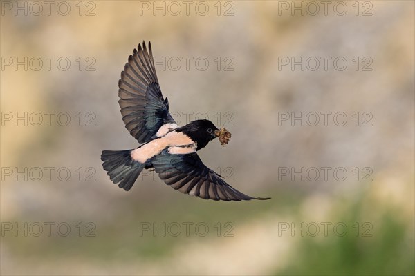 Roseate starling (Pastor roseus), adult bird, flying with food, Dobruja, Romania, Europe