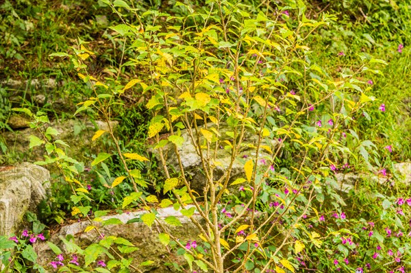 Lush green shrubs with small purple flowers thriving in a natural setting, in South Korea