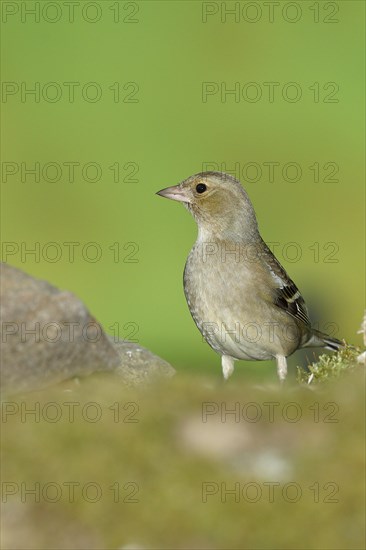 Common chaffinch (Fringilla coelebs), female sitting on dead wood on the forest floor, Wilnsdorf, North Rhine-Westphalia, Germany, Europe