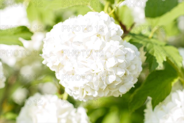 Viburnum (guelder rose) flowers of white color in the spring garden. Closeup. Blurred background