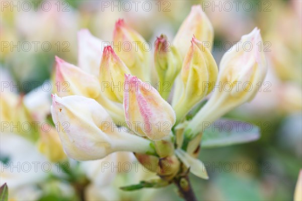 Rhododendron (azalea) buds of purple color in the spring garden. Closeup. Blurred background