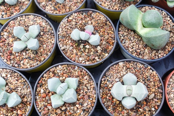 Small succulent plants background. greenhouse, top view, floral texture