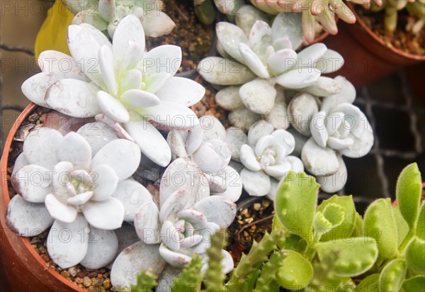 Various types of succulent in flower pots in the greenhouse. Closeup, selective focus