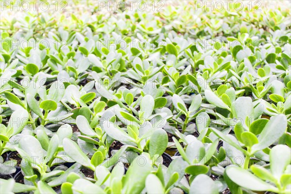 Small succulent plants background. greenhouse, top view, floral texture