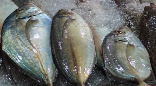 Fresh mackerel on ice in different sizes