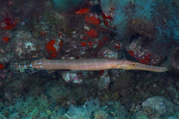 Atlantic cornetfish (Aulostomus strigosus), Pasito Blanco reef dive site, Arguineguin, Gran Canaria, Spain, Atlantic Ocean, Europe