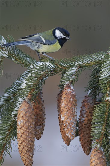Great tit (Parus major) adult bird on a snow covered pine tree branch with pine cones, England, United Kingdom, Europe
