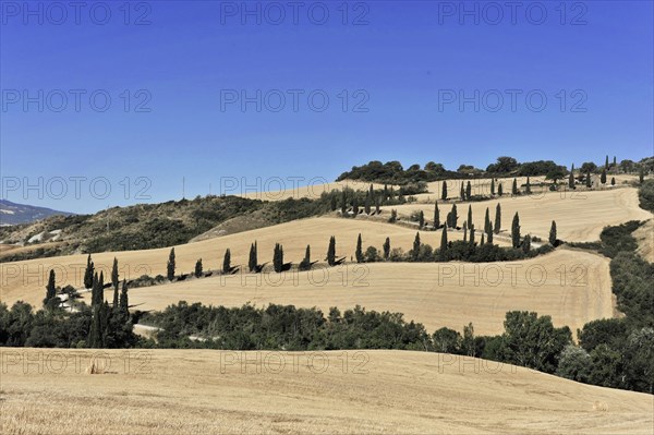 La Foce cypress avenue, Tuscany, Italy, Europe