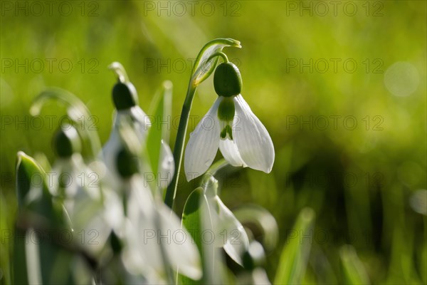 Fresh snowdrops (Galanthus nivalis) in focus against a blurred green background, Hesse, Germany, Europe