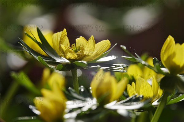 Winter aconites (Eranthis hyemalis), February, Germany, Europe