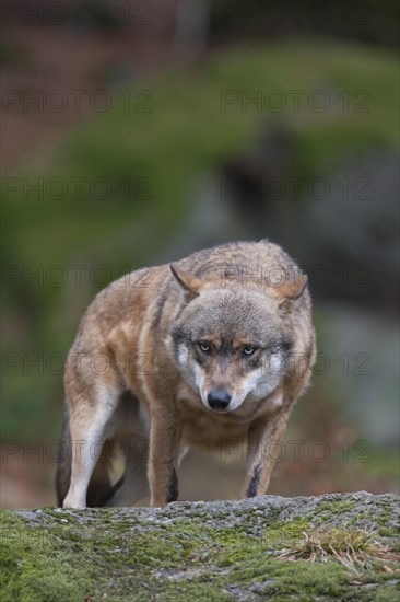 European wolf (Canis lupus lupus) adult animal standing on a rock in a woodland, Baveria, Germany, Captive, Europe