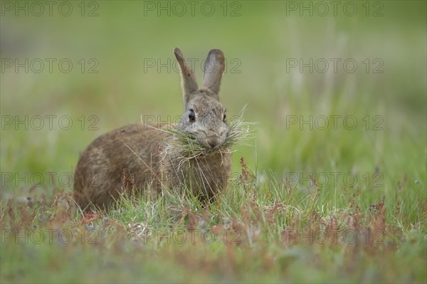 Rabbit (Oryctolagus cuniculus) adult animal collecting grass in its mouth for nesting material, Suffolk, England, United Kingdom, Europe