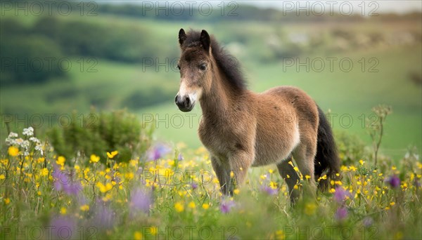 KI generated, animal, animals, mammal, mammals, biotope, habitat, one, individual animal, foraging, wildlife, meadow, pasture, Exmoor pony, horse, horses, ungulates, English pony breed, South West England, Exmoor, (Equus ferus caballus), foal, flower meadow