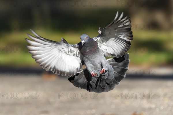 City dove (Columba livia forma domestica) in flight, wildlife, Germany, Europe