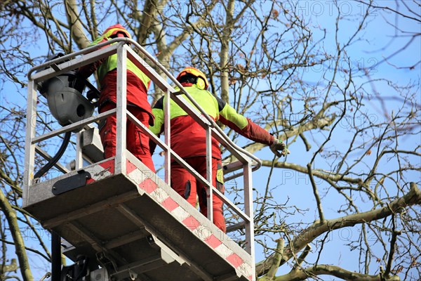 Workers on the work platform pruning or maintaining trees