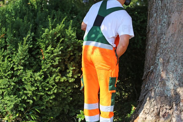 Man cutting hedges and greenery