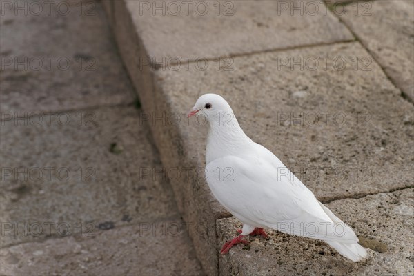Close-up shot of a white pigeon on the ground in the city looking at the camera