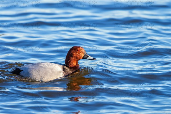 Beautiful Male Pochard (Aythya ferina) swimming in a lake