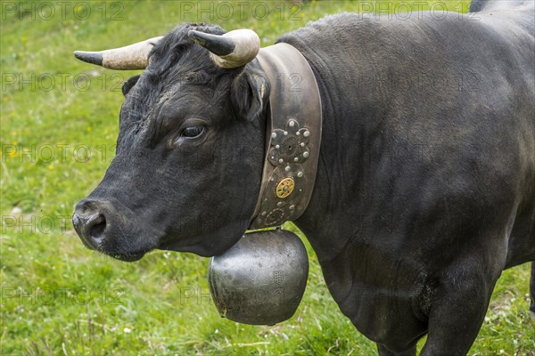 Herens cow (Herens vacca), cowbell, tradition, cattle breeding, domestic cattle, competition, cow fight, Alps, animal, hoofed animal, Valais, Switzerland, Europe