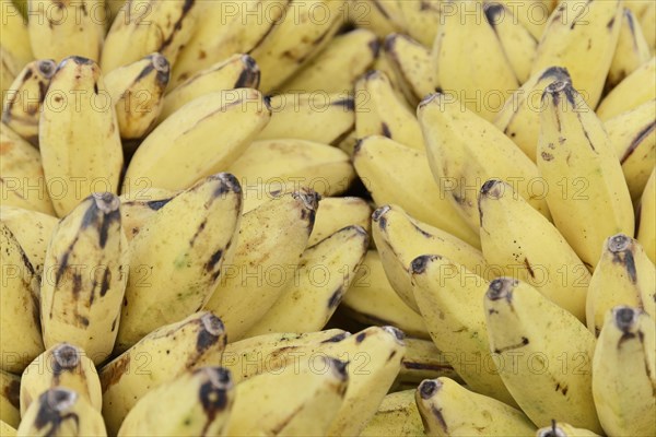 Fresh bananas at a market in Mandalay, Mandalay, Myanmar, Asia