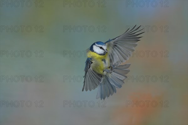 Blue Tit (Parus caeruleus) in flight, flight photo lateral from below, Wilden, North Rhine-Westphalia, Germany, Europe