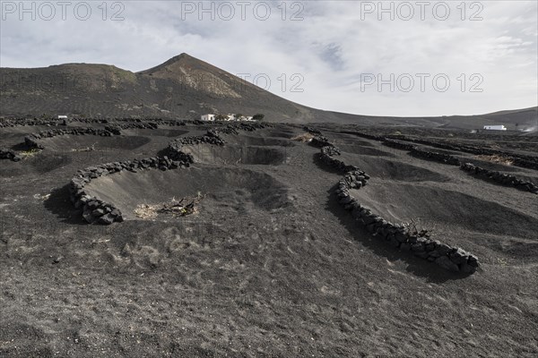 Wine growing in volcanic ash pits protected by dry stone walls, Yaiza, Lanzarote, Canary Islands, Spain, Europe