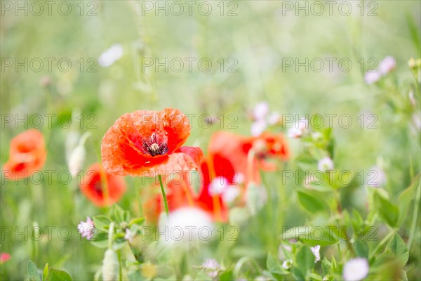 Poppy flowers (Papaver rhoeas), Freising, Upper Bavaria, Bavaria, Germany, Europe